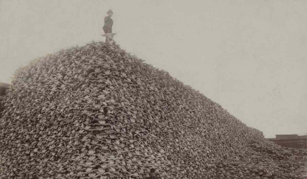 A pile of of American bison skulls