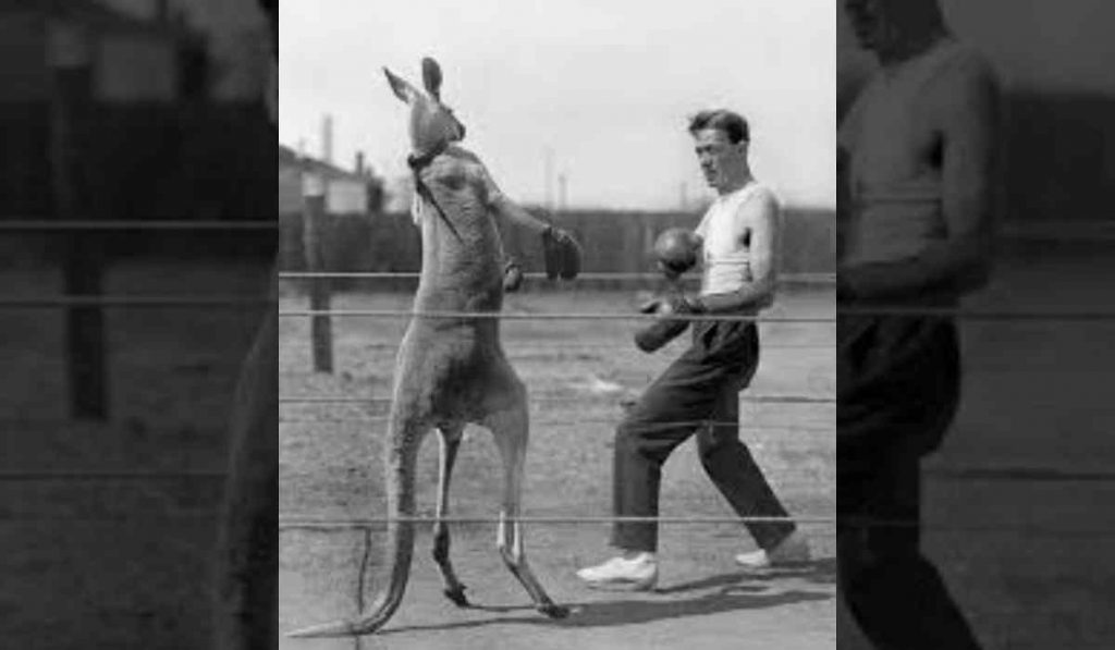 Kangaroo Boxing - popular sport of the 1800s