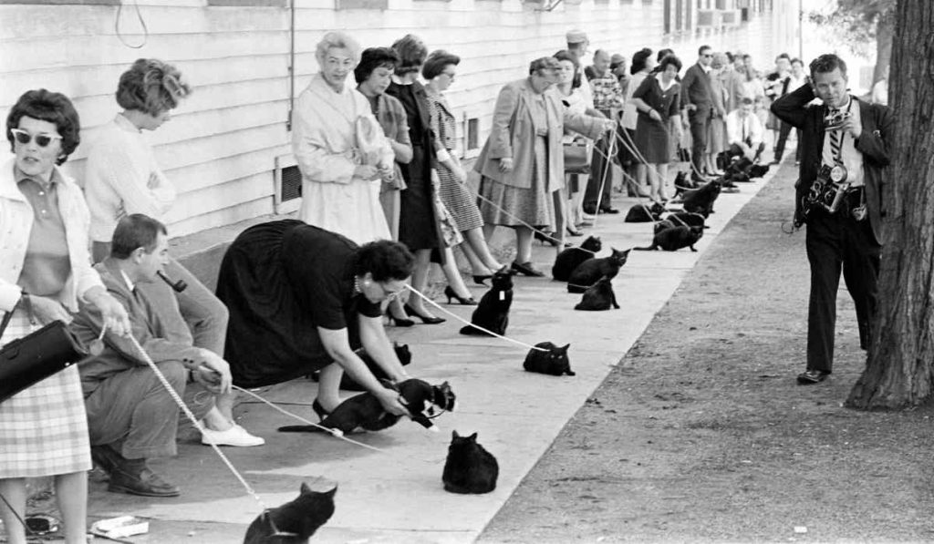 an open casting call for black cats to star in a film