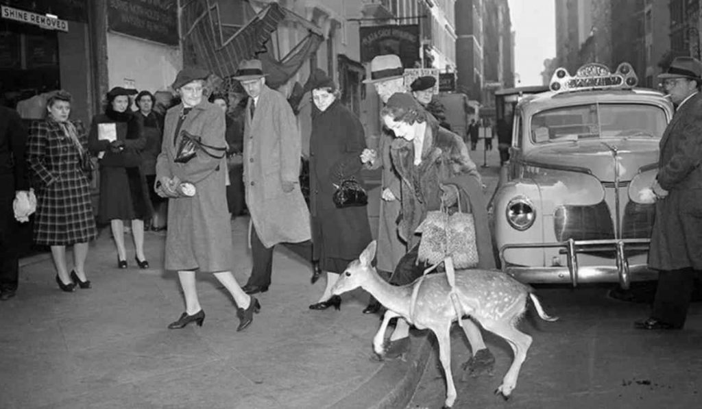 Miss Beth Pitt casually walking her pet fawn through the streets of New York