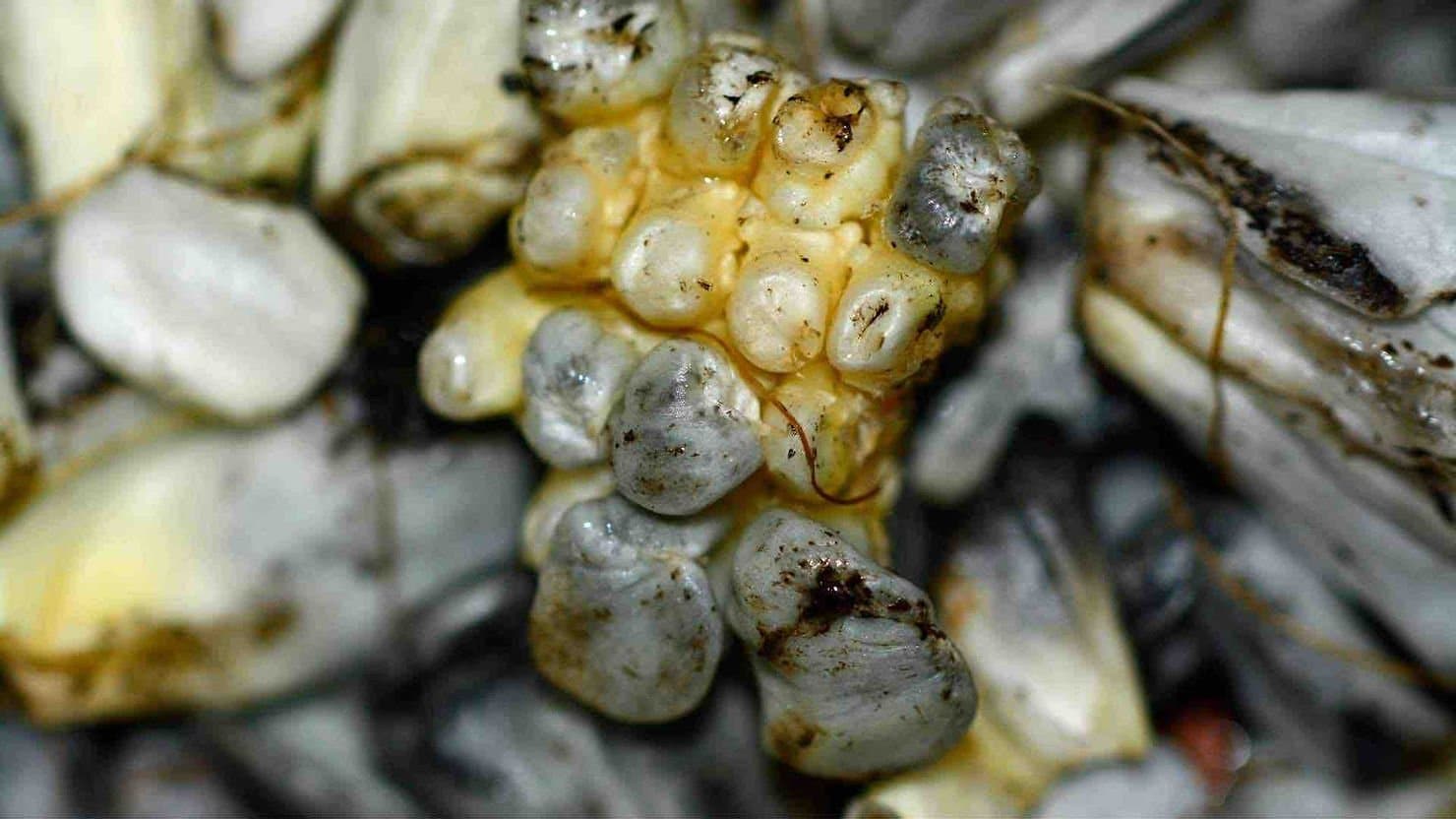 huitlacoche