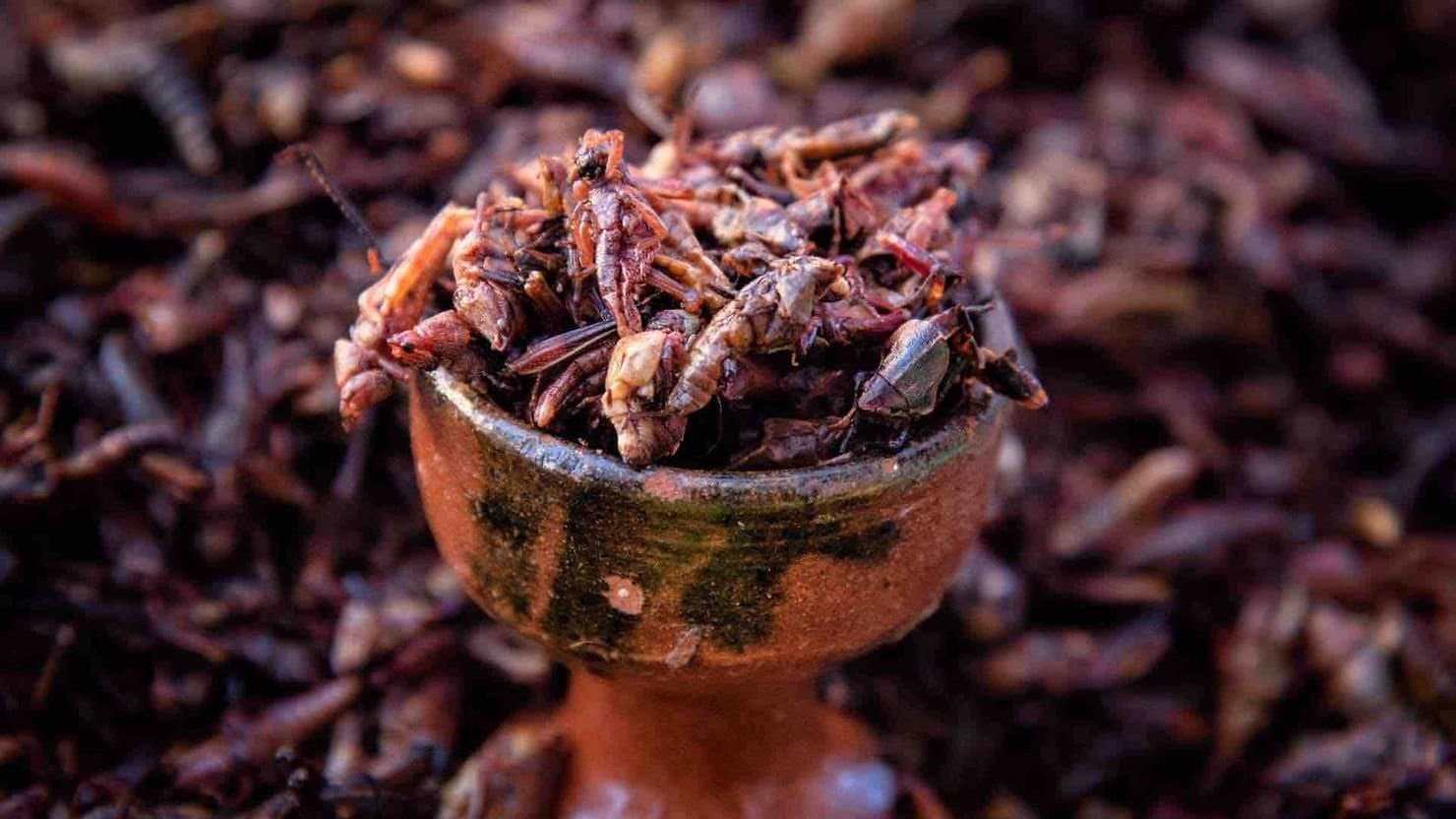 chapulines