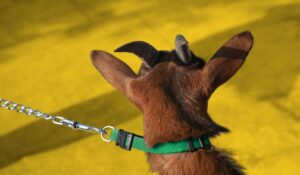 most awesome and unusual pets