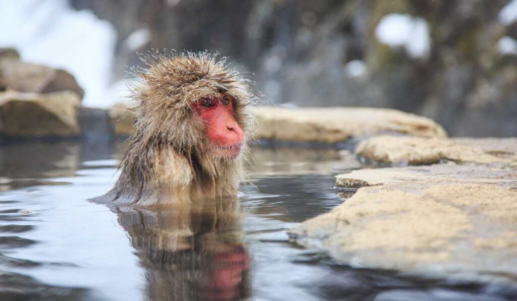Jigokudani Monkey Park - weirdest thing in Japan