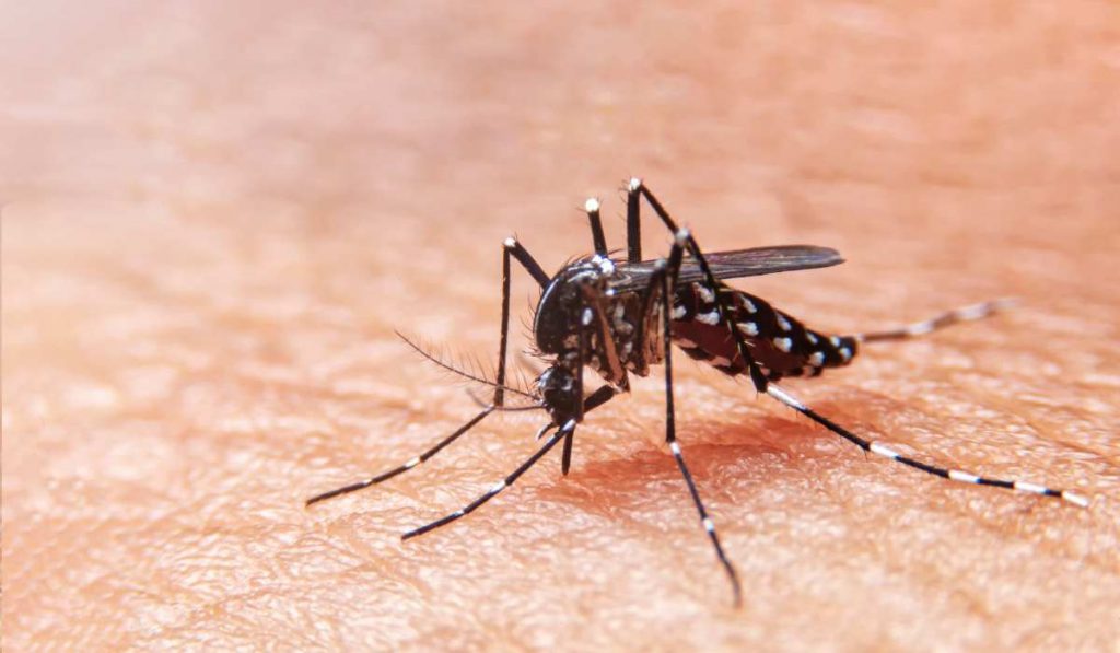 Mosquitoes Are Attracted to CO₂