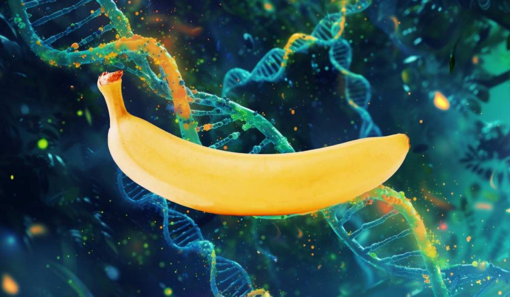 You Share 60% of Your DNA with Bananas