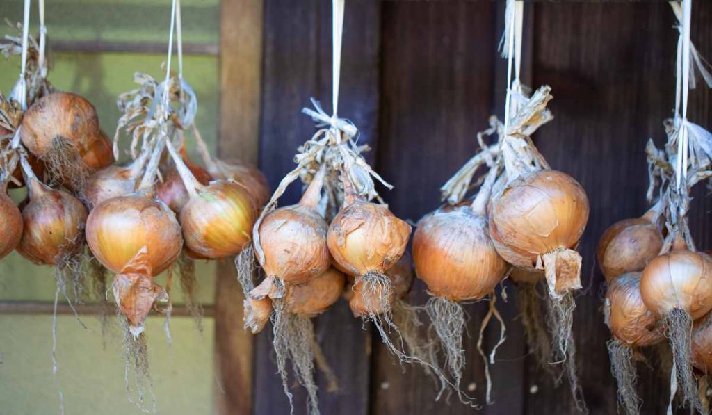 Hanging onions in Greece on New Year