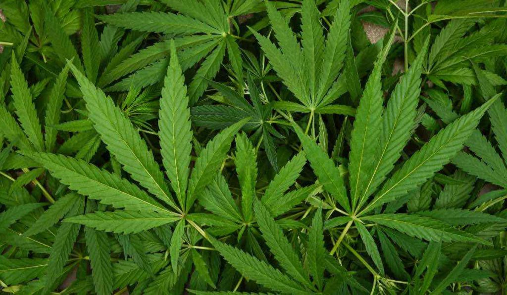Marijuana - illegal thing that should be legal