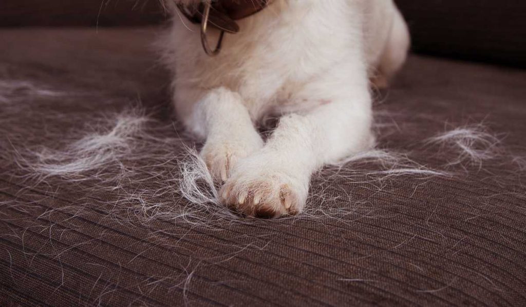 Cleaning pet hair with dryer sheets