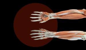 do fingers have muscles