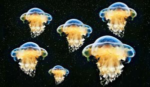 Animals That Don’t Have Brains