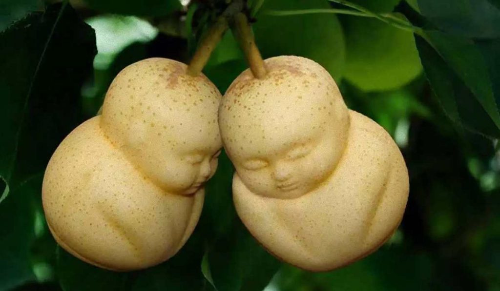 Buddha Shaped Pears - Most Expensive Fruits