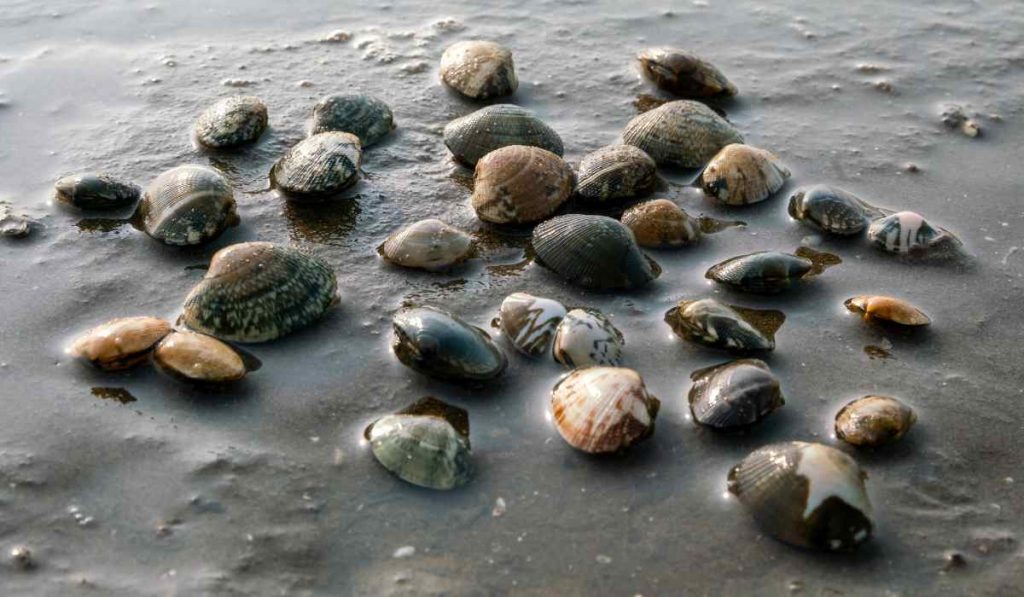 Clams don't have a brain