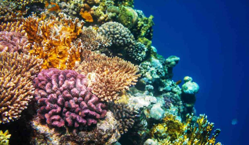 Corals don't have a brain