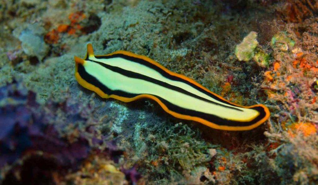 Flatworms are brainless animals