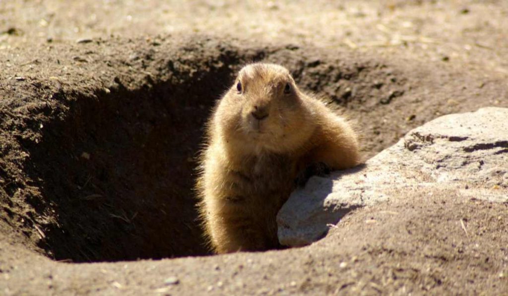Groundhog day - unusual tradition