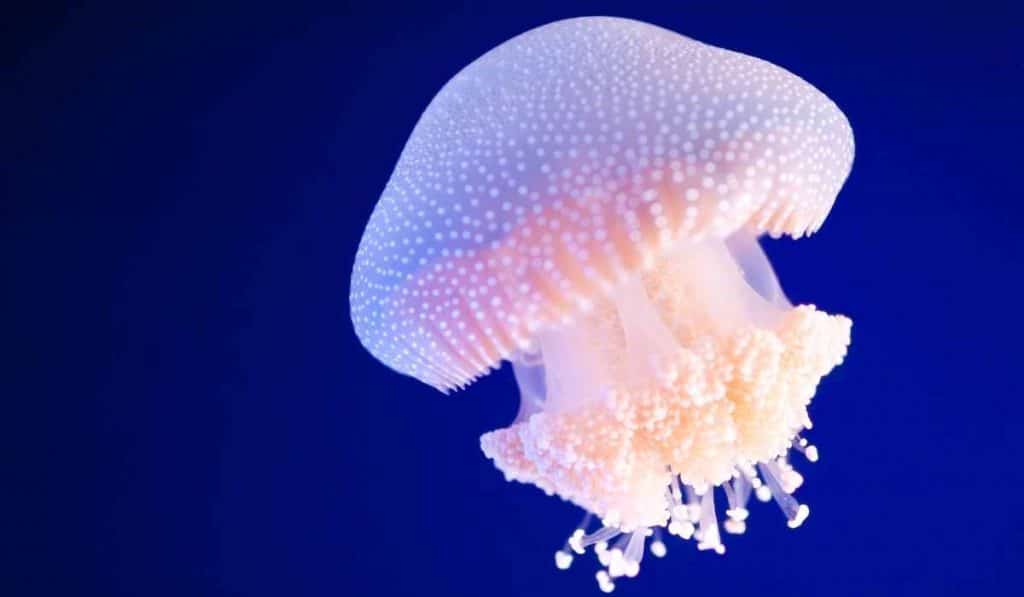 Jellyfishes don't have brains