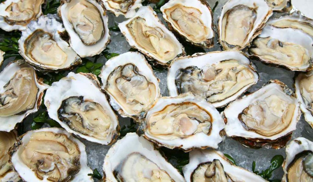 oysters are brainless