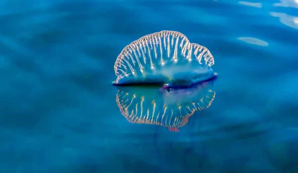 Portuguese Man O’ War don't have a brain