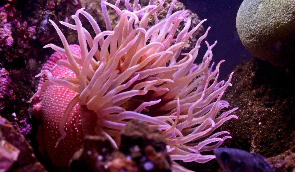 animals without a brain - Sea Anemones