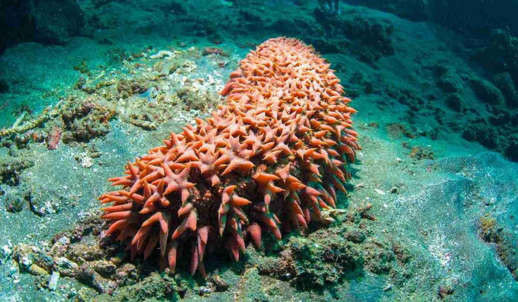 Sea Cucumbers are brainless creatures