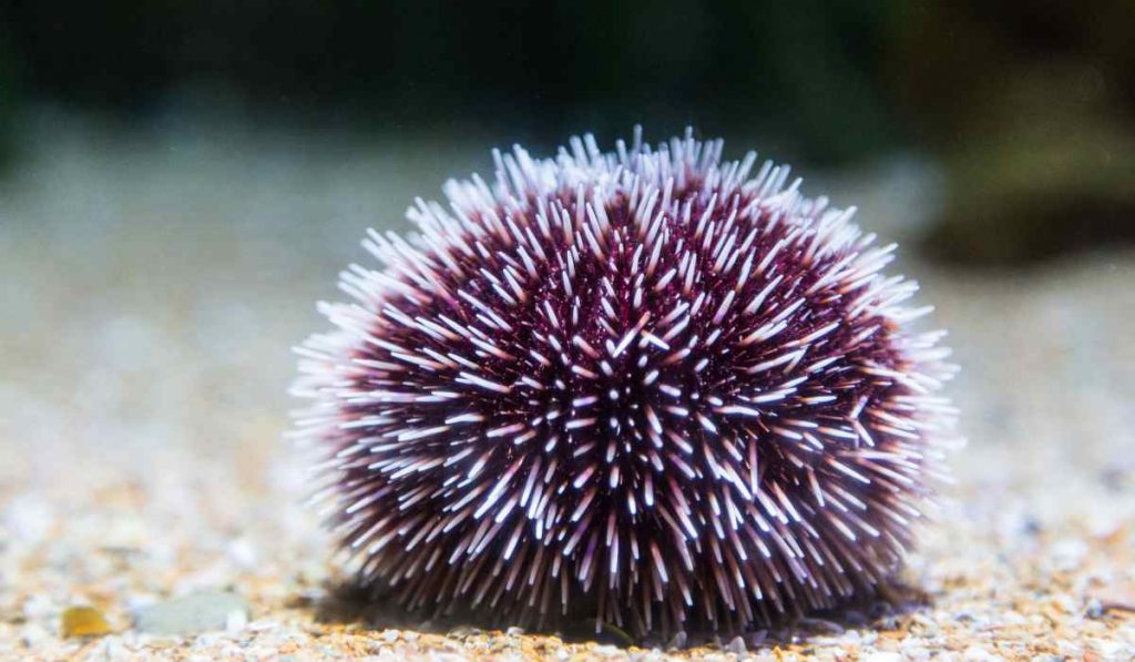 Sea Urchins are brainless