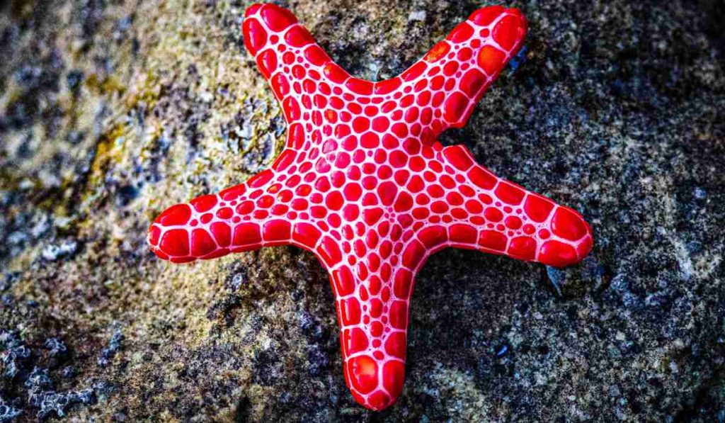 Sea Stars are animals without brain