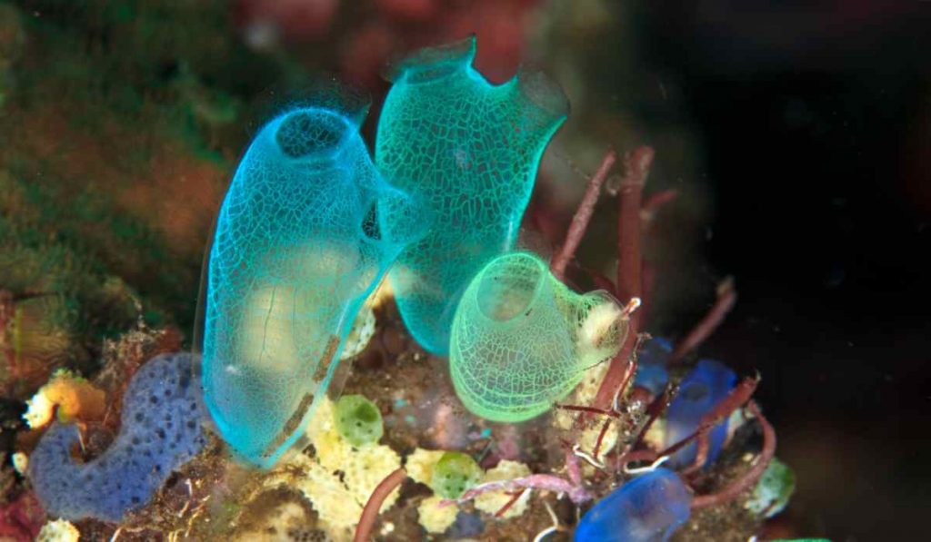 animals without a brain - Tunicates