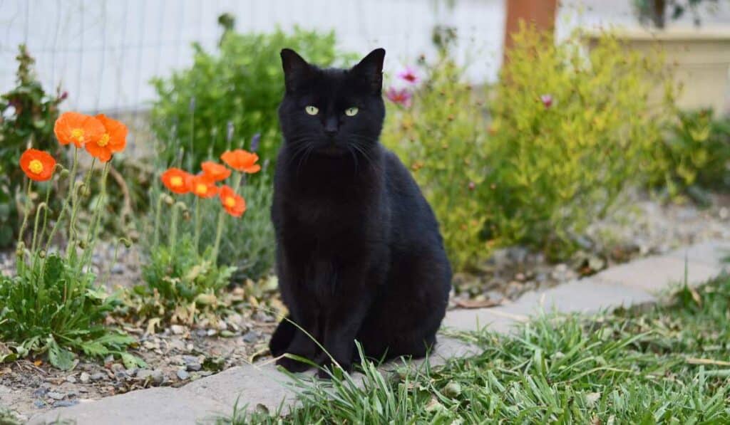black cats bring bad luck