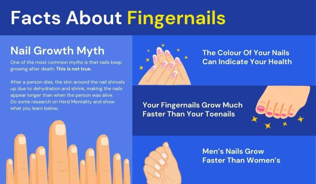 infographic on Facts about human nails