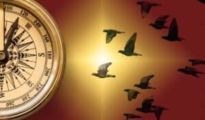 How Do Pigeons Find Their Way Home?