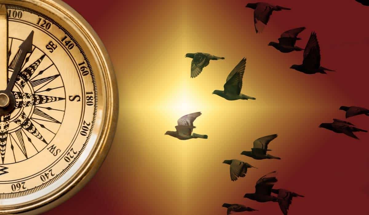 How Do Pigeons Find Their Way Home?