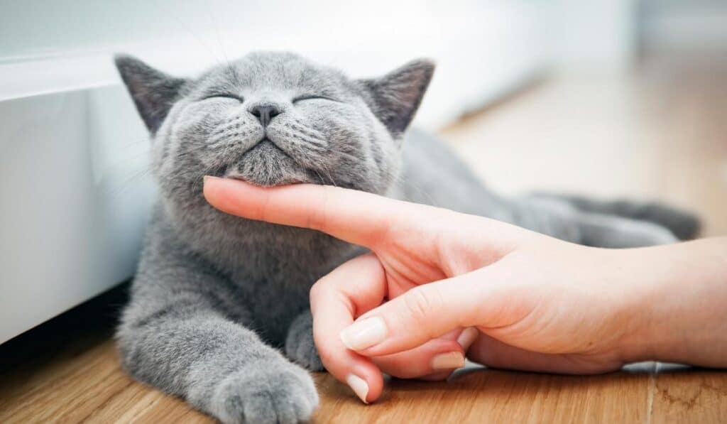 How To Soothe A Crying Kitten At Night