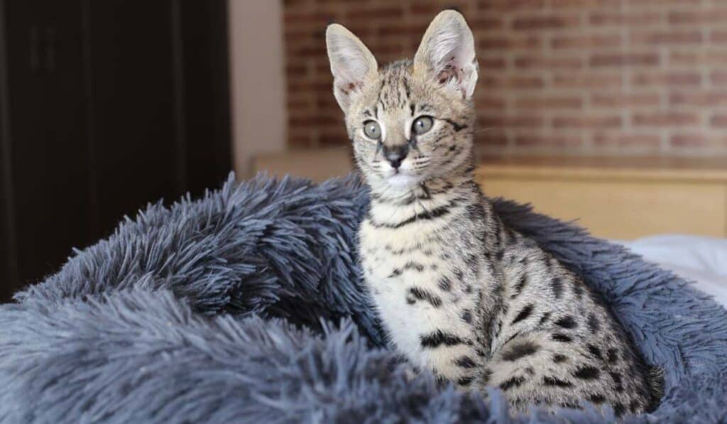 The Savannah cat - most expensive cat breed