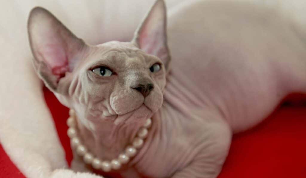 fancy cat breed - sphynx