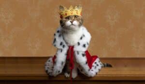 most expensive cat breeds