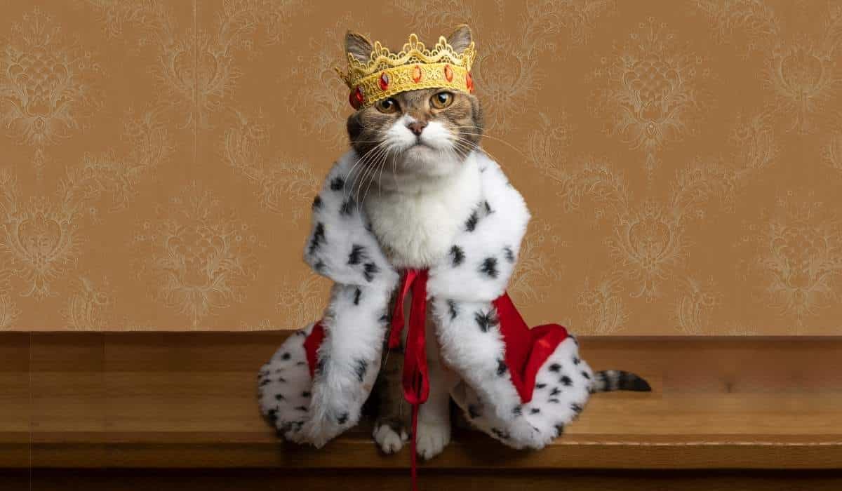 most expensive cat breeds