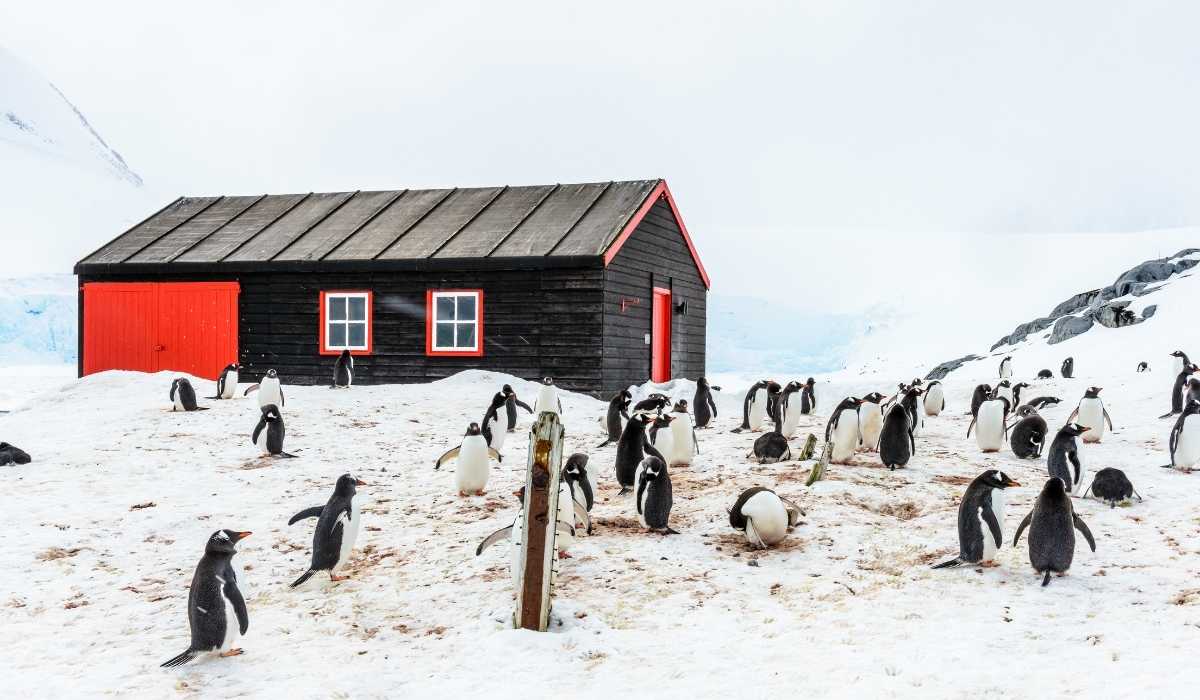penguin post office