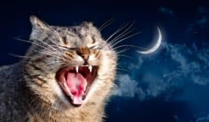 why do cats cry at night