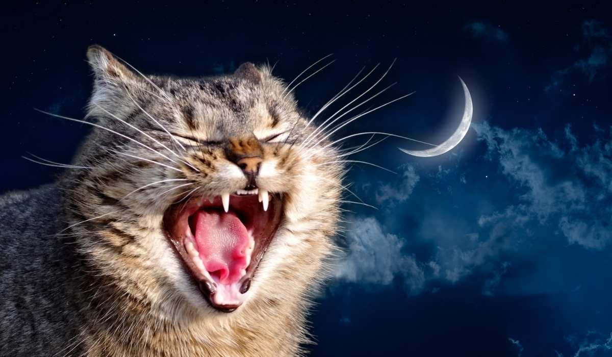 why do cats cry at night