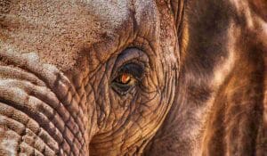 Animals That Live Longer Than Humans