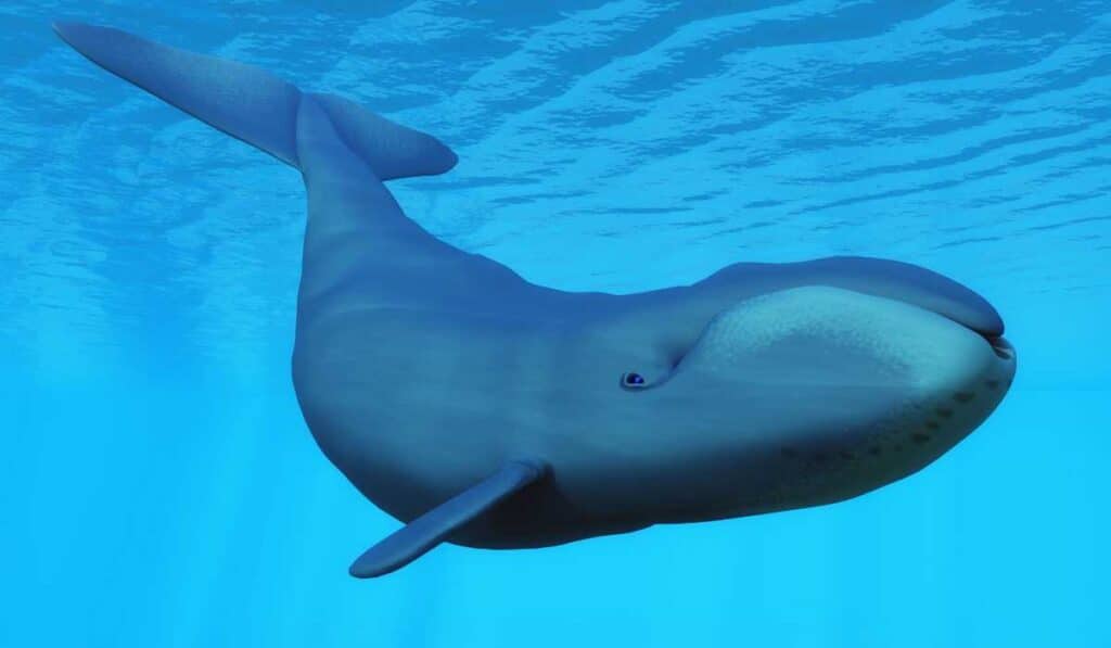 Bowhead Whale are mammals that live longer than humans