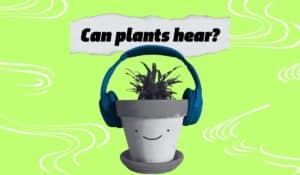 Can Plants Hear Us?