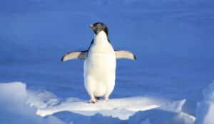 Facts About Penguins