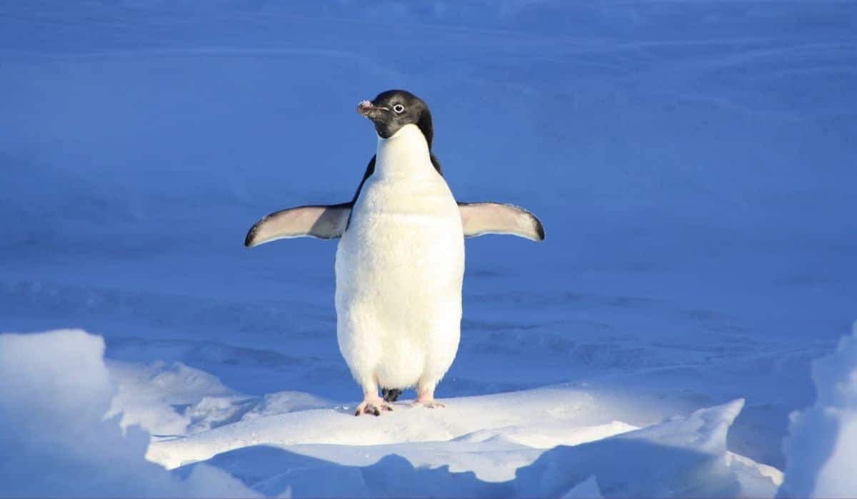 Facts About Penguins