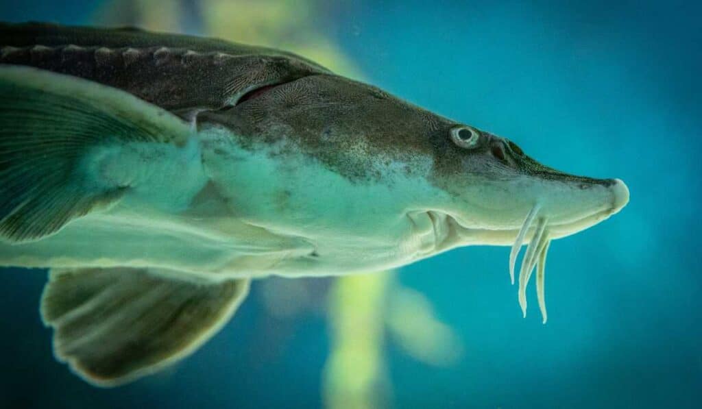 Lake sturgeon are among the longest-living creatures