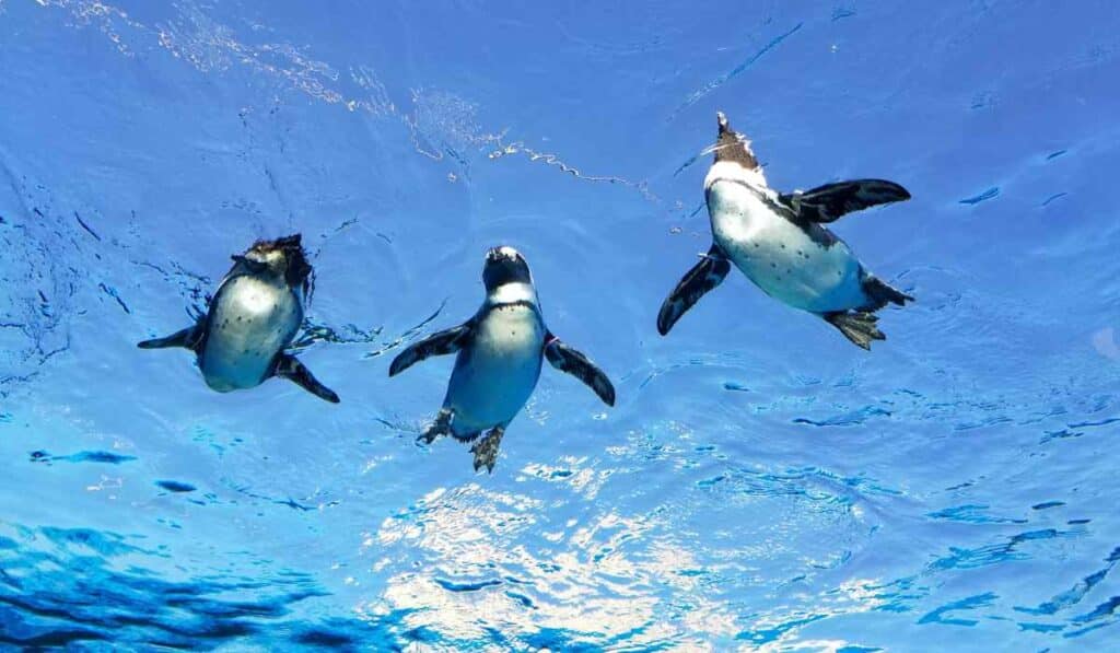 fact about penguin hydration