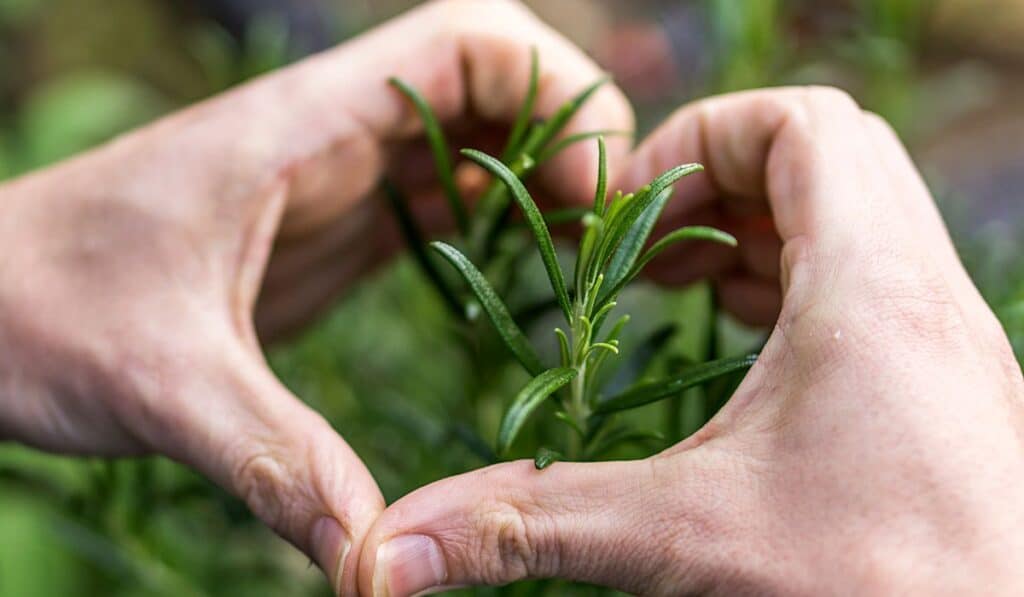 Plants Grow Better If You Talk To Them