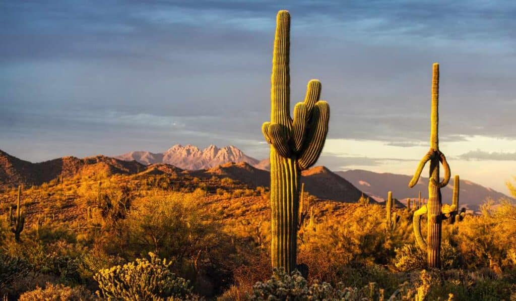 Sonoran Desert, Mexico - Hottest place on earth