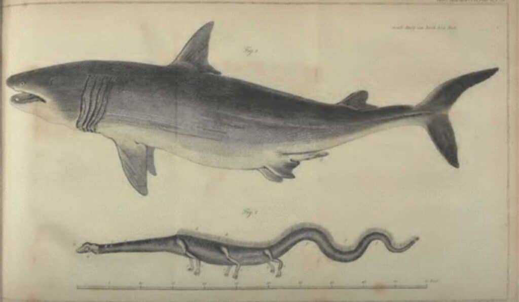 The Stronsay Beast - Mysterious Creature Of The Ocean